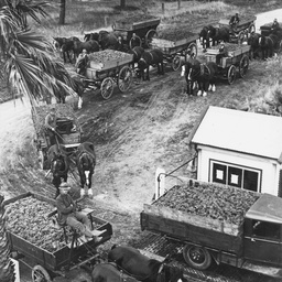 Carting grapes at Dorrien