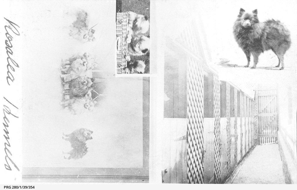 Pomeranian dog kennels • Photograph • State Library of South Australia