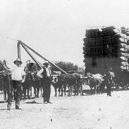 Bullock teams carting a record load of wool by wagon at Echuca