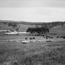 Shearing sheds at Bungaree
