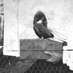 A preening bird on show in Adelaide