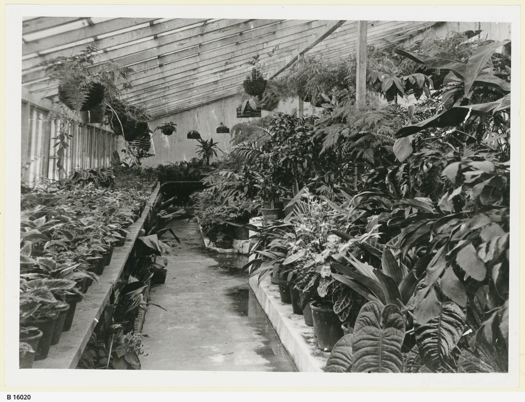 Newman's Nursery, Houghton • Photograph • State Library of South Australia