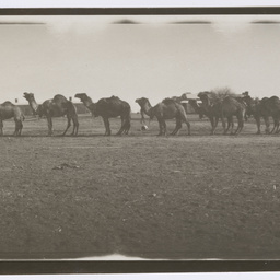 Eighteen-camel-drawn wagon