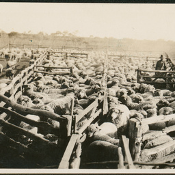 Sheep yards at Bulgunnia