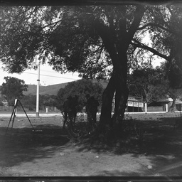 Collection of photographs taken around Adelaide by Theo Bachmann