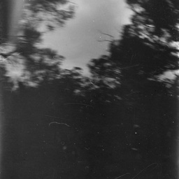 View of trees
