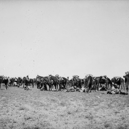 Horses resting.