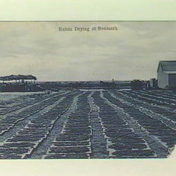 Raisin drying, Renmark