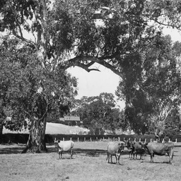 Collingrove