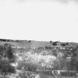 Rural scene