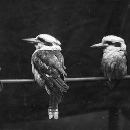 Kookaburras