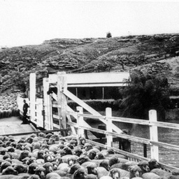 Tailem Bend punt loading sheep