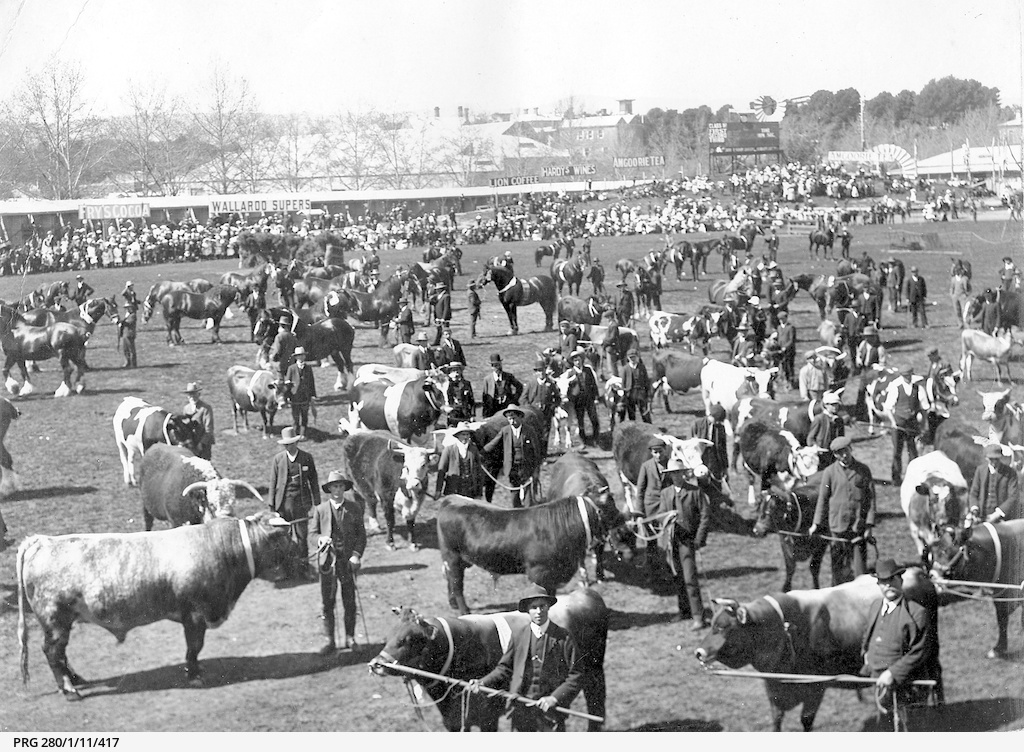 Horse and cattle show at Jubilee Oval, Adelaide • Photograph • State Library of South Australia