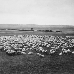 Sheep at Bungaree