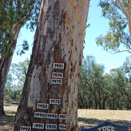 Tree of knowledge