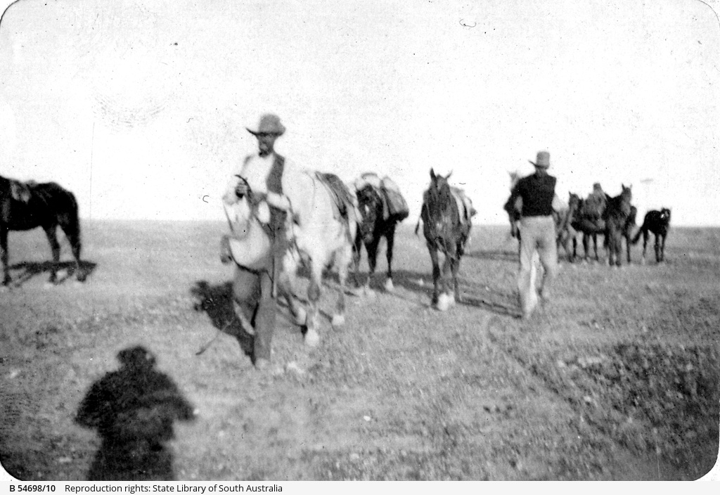 Cattle drovers near Marree • Photograph • State Library of South Australia