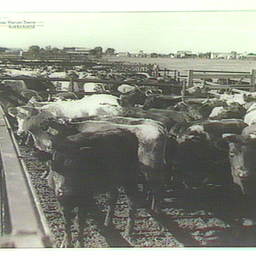 Cattle at Marree