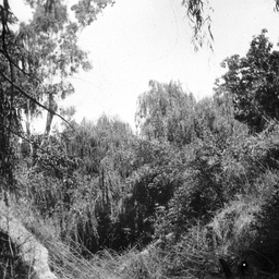 Wirrabara Forest