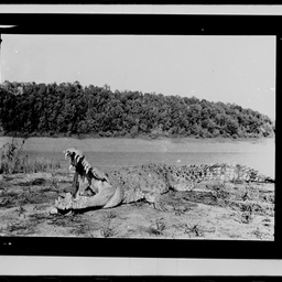 Crocodile at Milingimbi