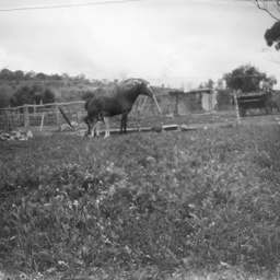 Horse with foal