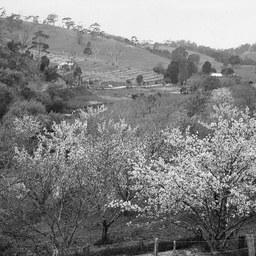 Orchard blossom Cudlee Creek