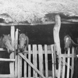 Horses in shed