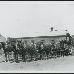 Mule Team