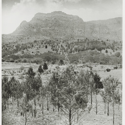 Selected photos taken by Henry Hammond Tilbrook