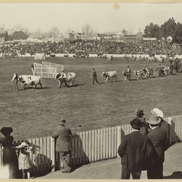 Photographs of Adelaide scenes