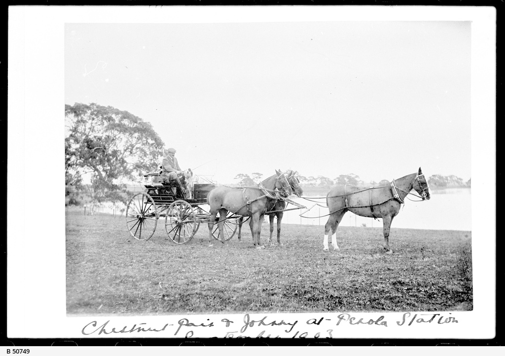 Penola Station, Penola • Photograph • State Library of South Australia