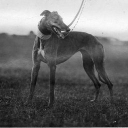 A greyhound