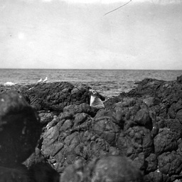 A seal on Dangerous Reef, north-east of Thistle Island