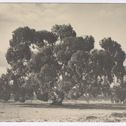Trees at Mutooroo Station
