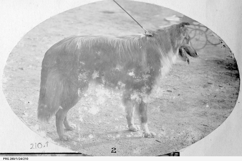A Long Haired Collie Dog At A Dog Show Photograph State