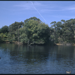 The lake in Wittunga Botanic Garden