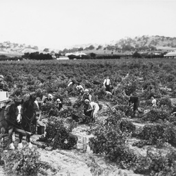 Picking grapes at Lyndoch