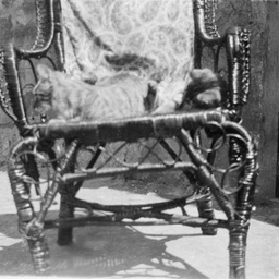 Cat sitting on a chair
