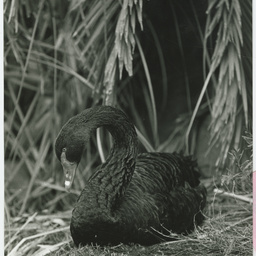 Photographs relating to Messenger Press : miscellaneous places
