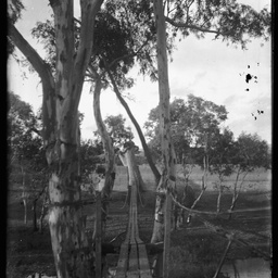 Collection of photographs taken around Adelaide by Theo Bachmann