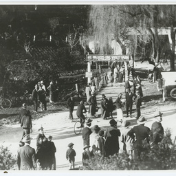 Walker's Violet Farm