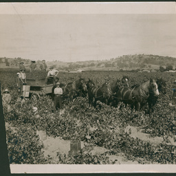 Grape pickers in Barossa Valley vineyard