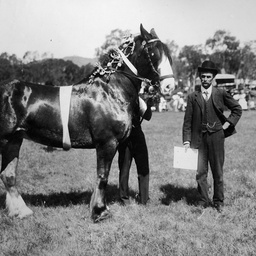 Prize winning horse at an Adelaide Show