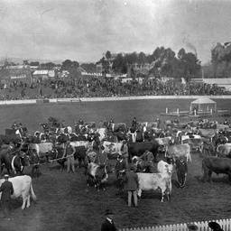 Cattle on parade in the show ring