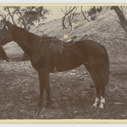 Photographs relating to McBean family