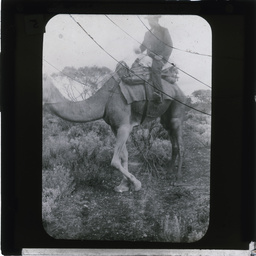 Man riding camel