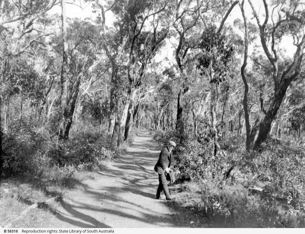 A naturalist collecting specimens • Photograph • State Library of South