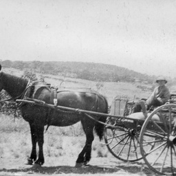 Horse and buggy
