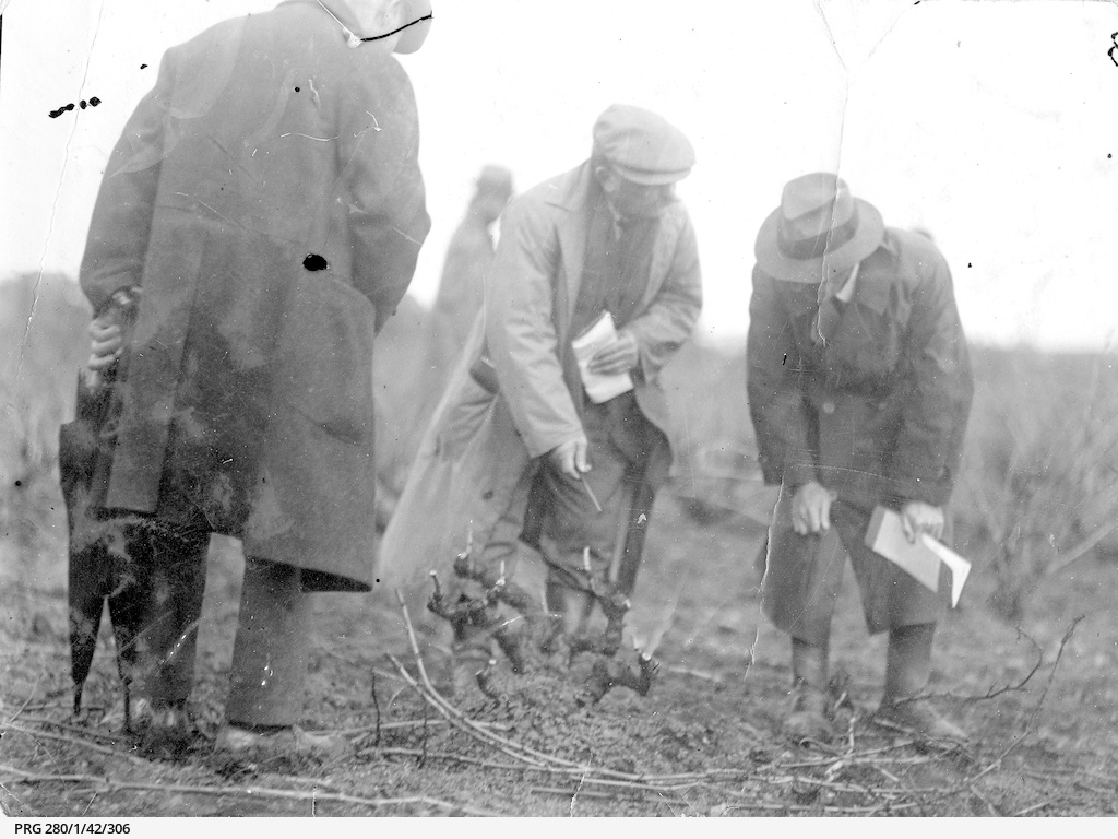Pruning grape vines at Reynella, South Australia • Photograph • State