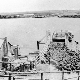 Tailem Bend punt with a flock of sheep unloading