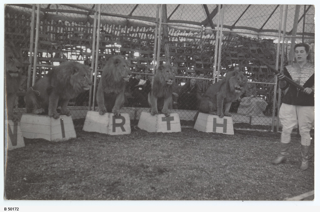 Lion trainer • Photograph • State Library of South Australia